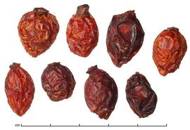   Fruit:   Rosa canina ; Photo by J. Scher, Dried Botanical Tool
